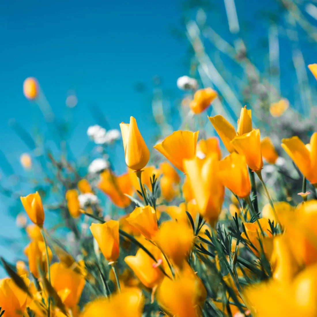 A handcrafted Bloom bouquet of fresh seasonal flowers