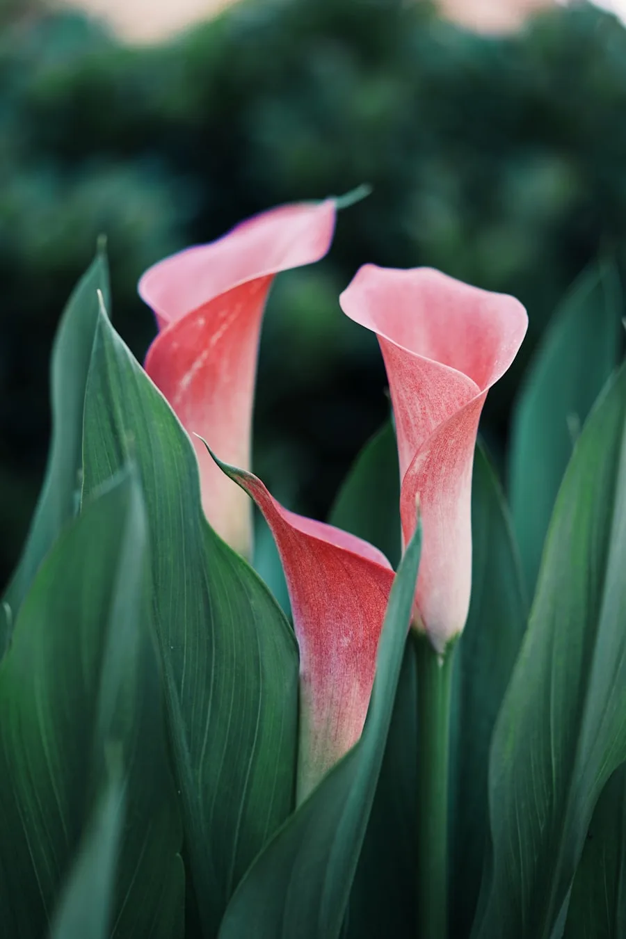 Pure Elegance arrangement of sculptural blush calla lilies