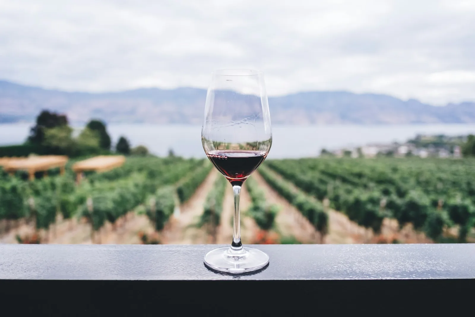 A glass of white wine overlooking a vineyard